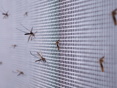 About Bed Bug Heat Treatment Leicester - bed bug heat treatment experts in Massachusetts